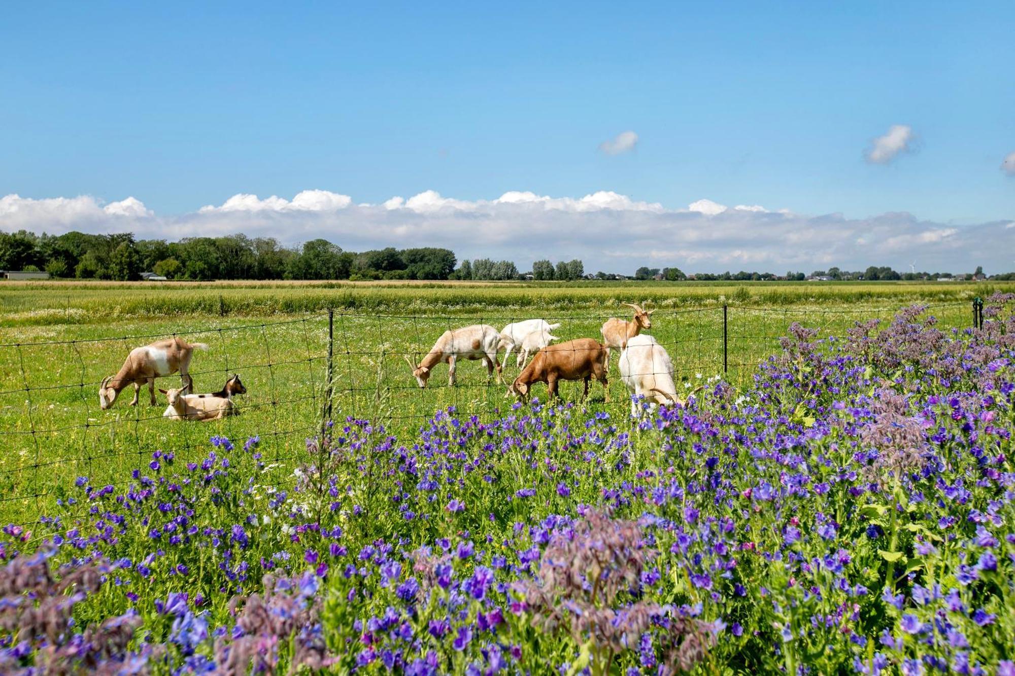 Ferienhof Jacobsen Nordstrand Exteriör bild